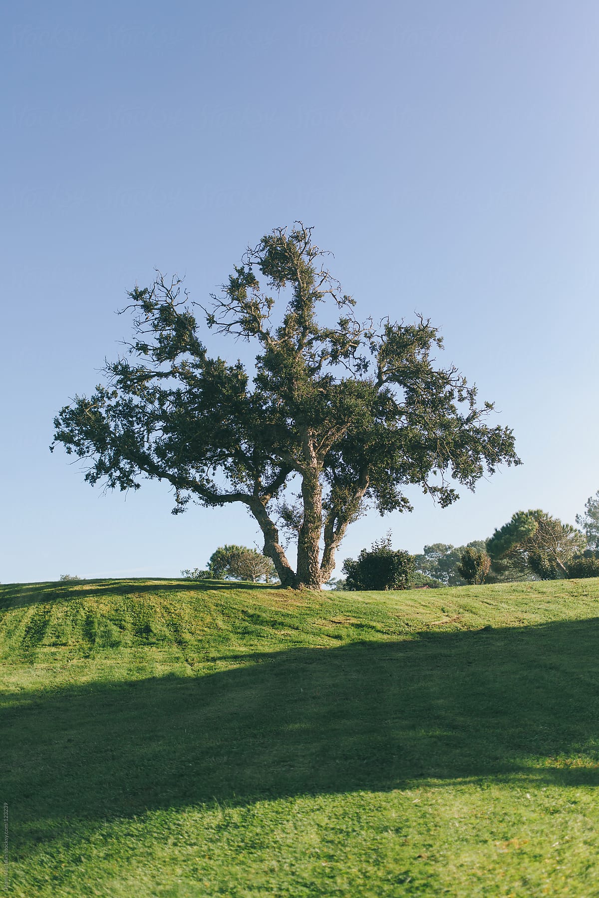 Large Tree On Top Of A Sunny Hill Covered With Grass By Stocksy