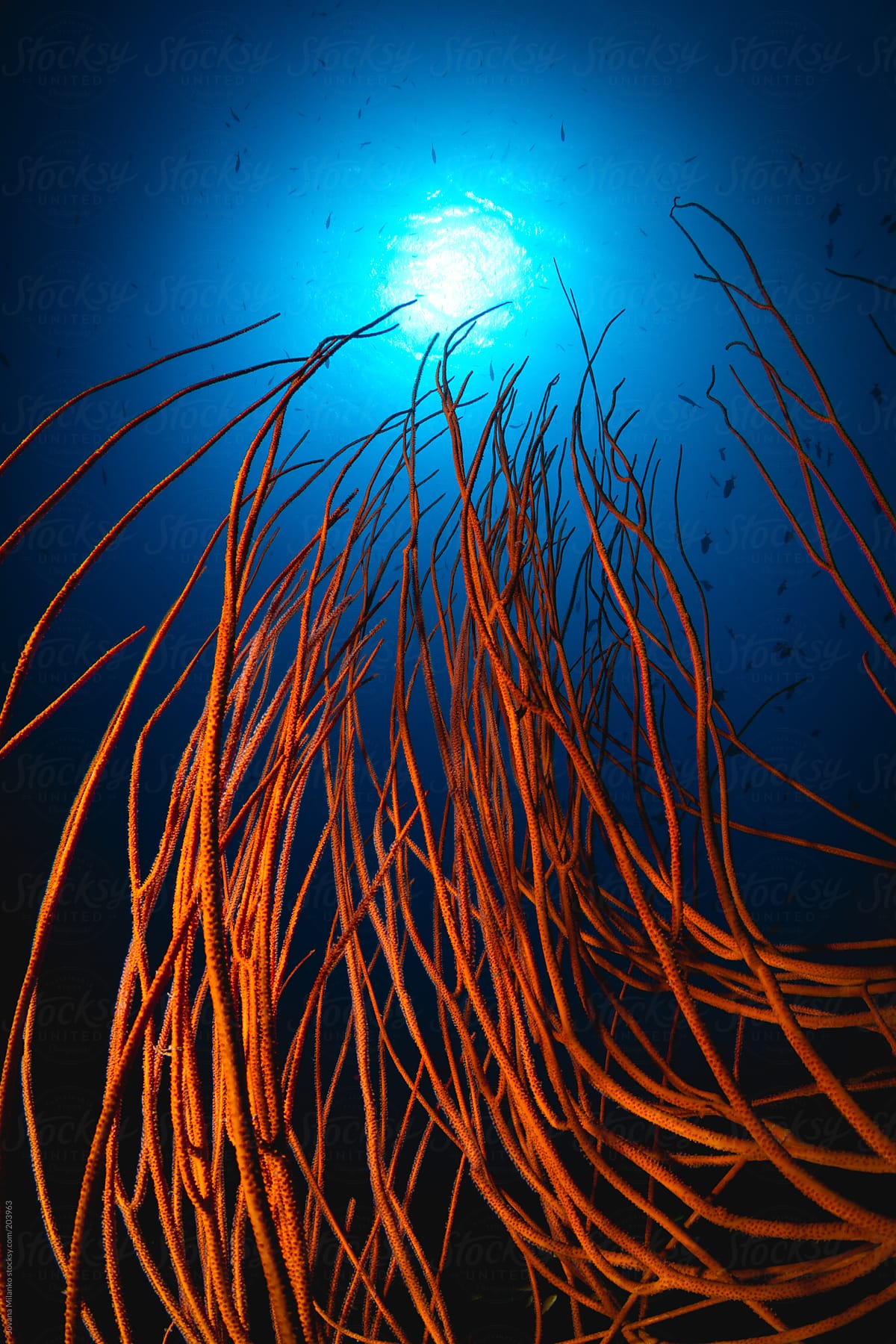 Whip coral underwater background