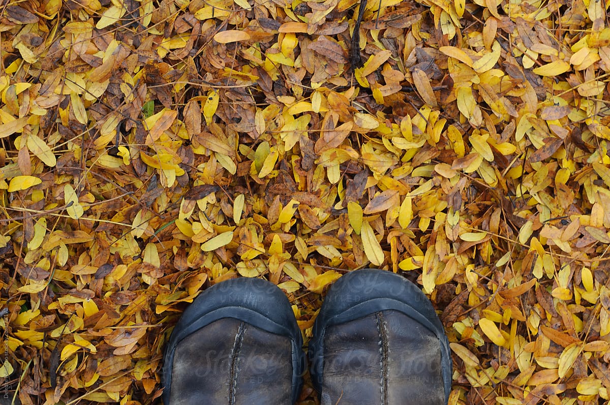 feet standing on fallen yellow ash leaves in autumn