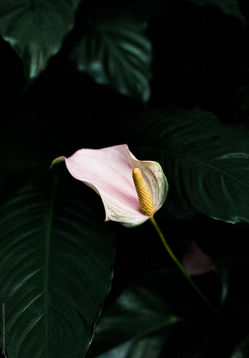 Pale Pink Anthurium Flower and Lush Tropical Leaves