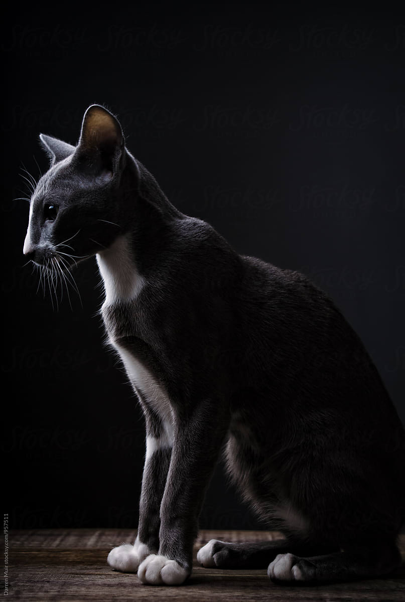 Profile view of a cat