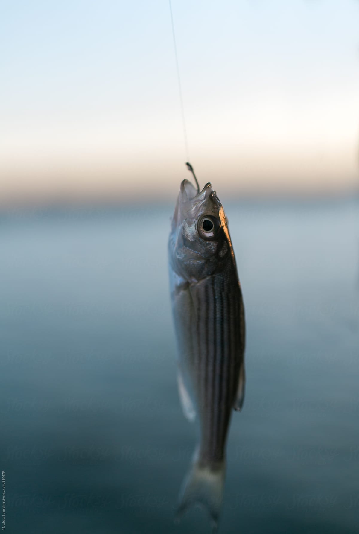 Small Striped Bass Fish On Fishing Hook by Stocksy Contributor Matthew  Spaulding - Stocksy