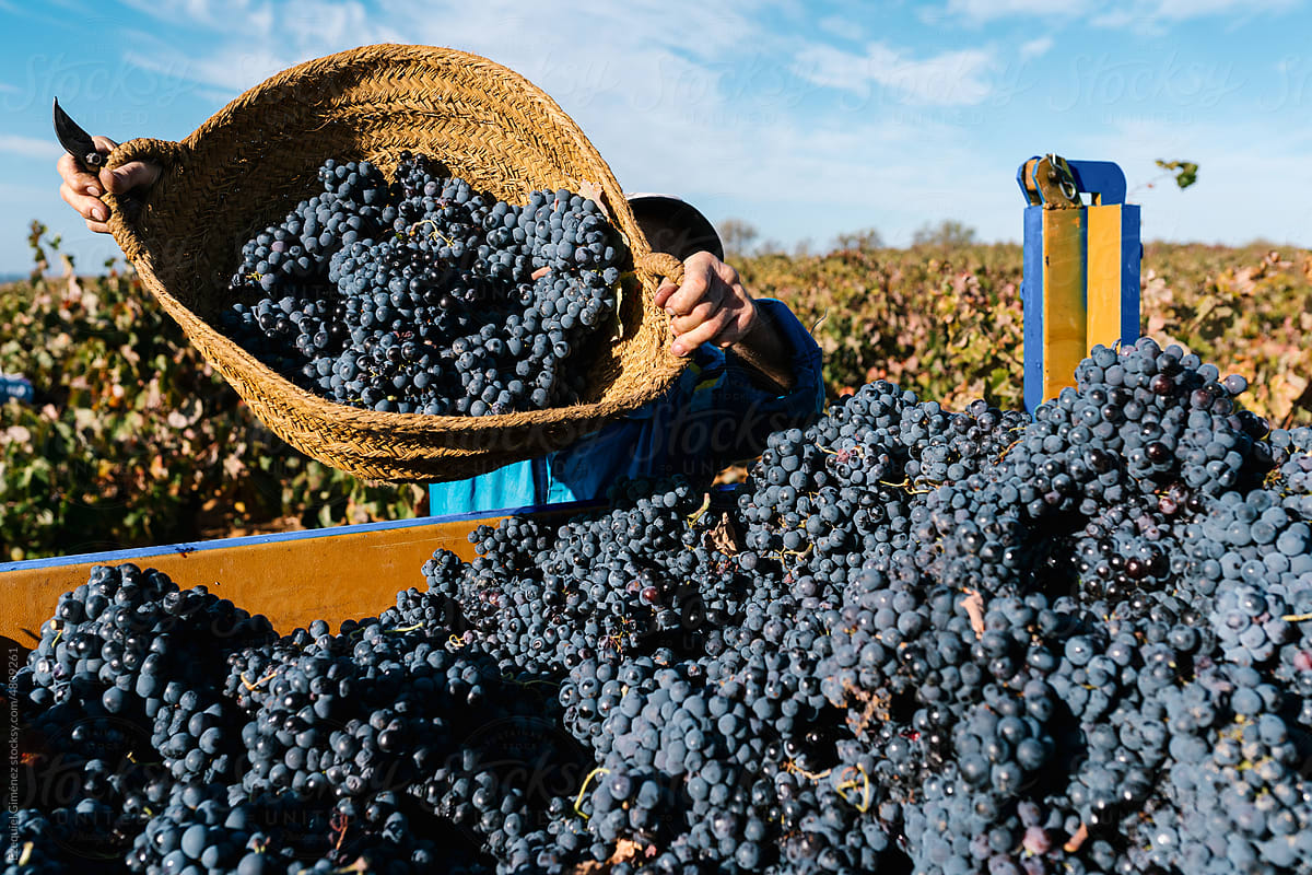 Anonymous farmer pouring grapes into truck