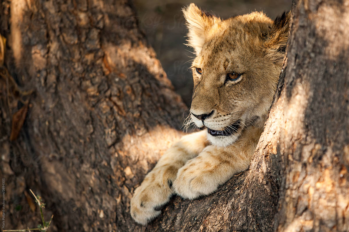 A Lion Resting on a Tree