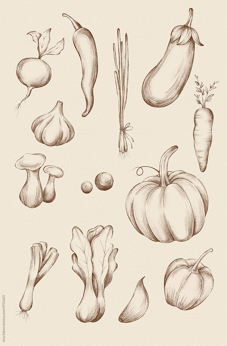 Vegetables. Botanical illustration. Sepia
