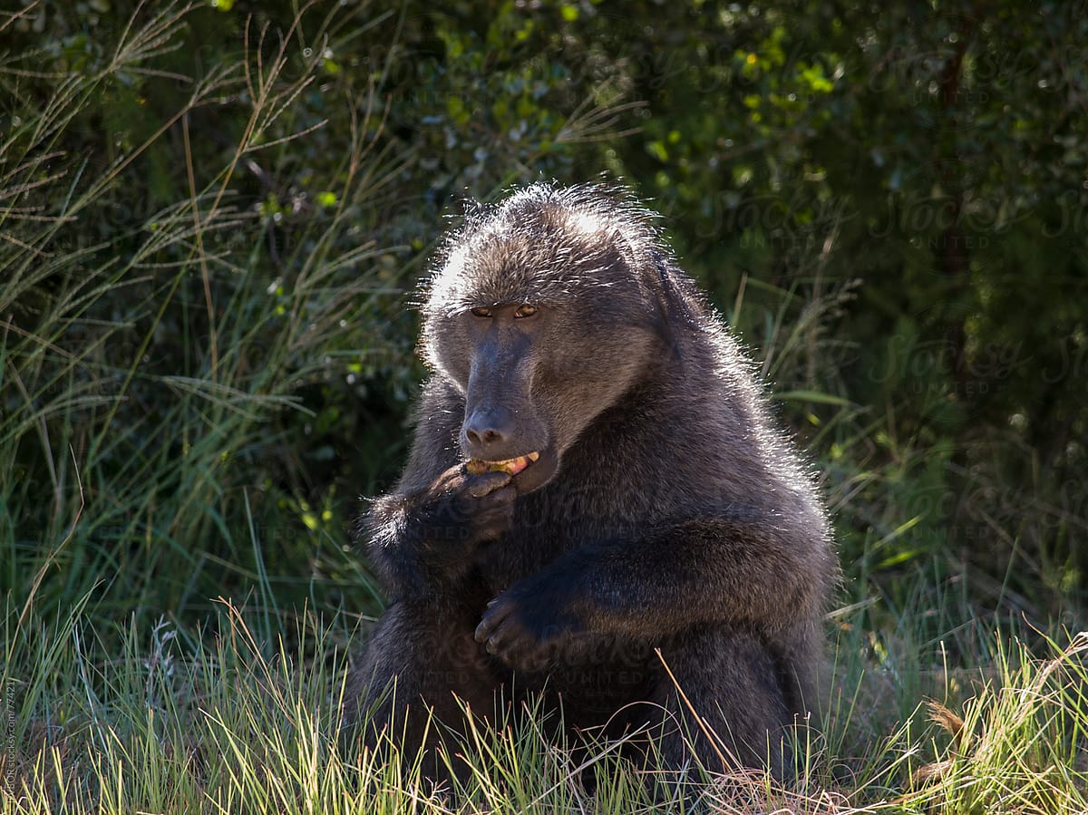 Baboon sitting eating in long grass