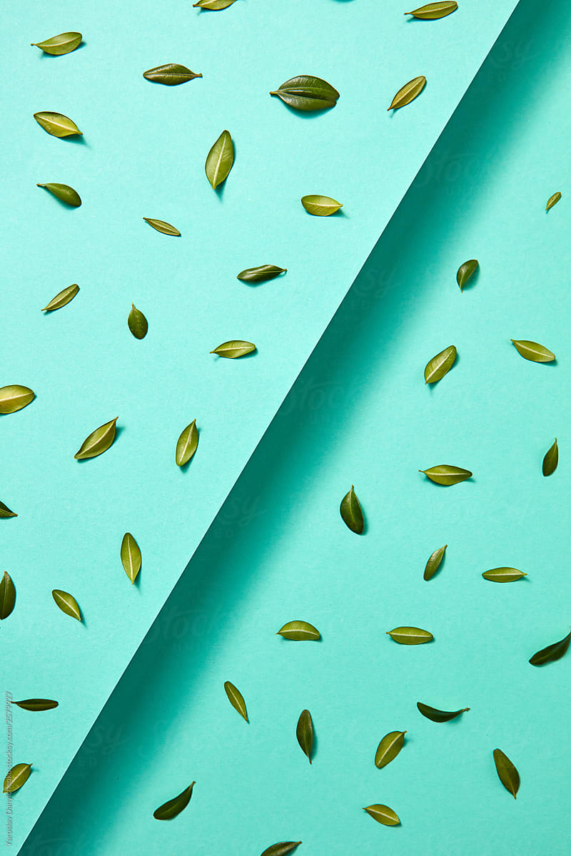 Green leaves on turquoise background