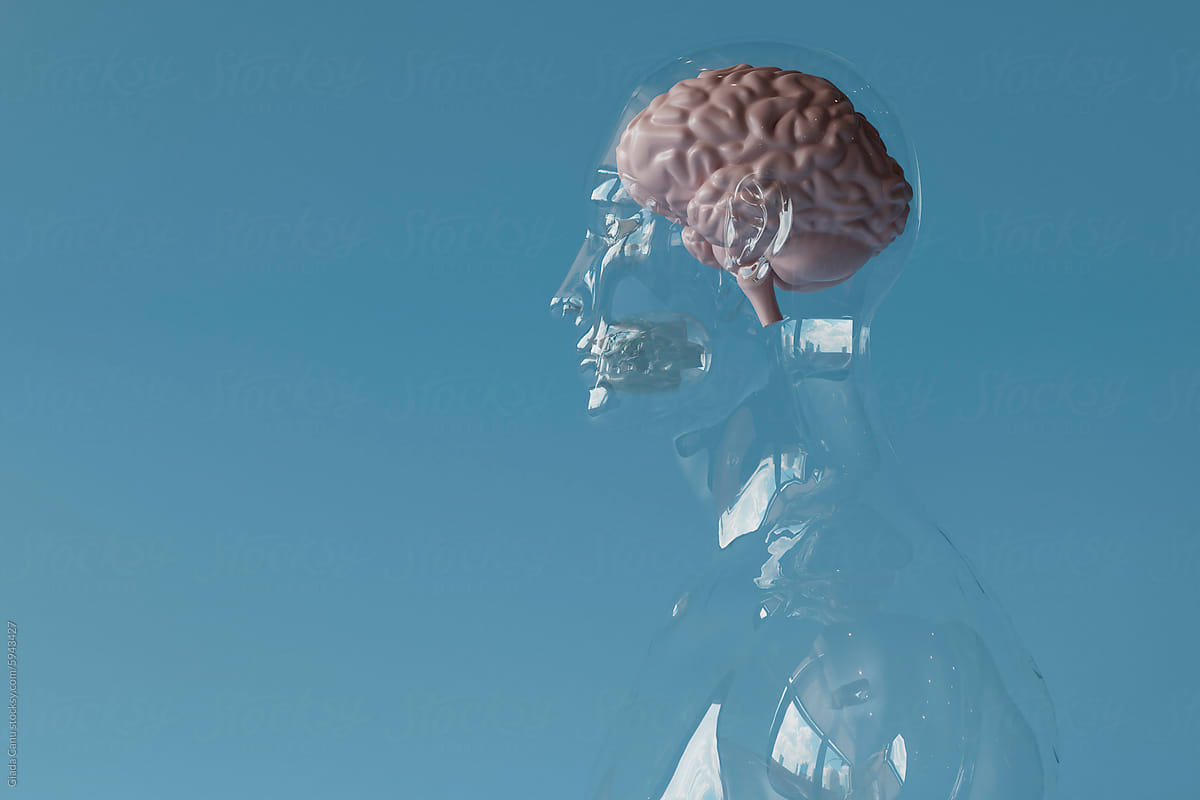 Transparent Mannequin with Exposed Brain