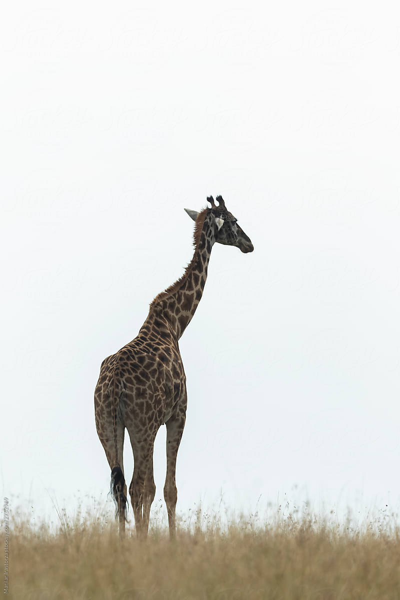 Young Giraffe on the Move on the Plains of Maasai Mara