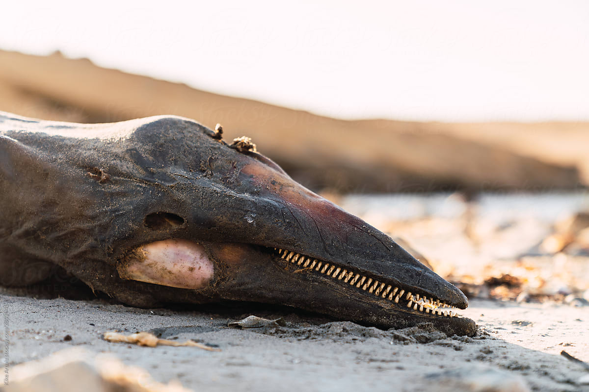 Corpse of a dolphin in dry sea