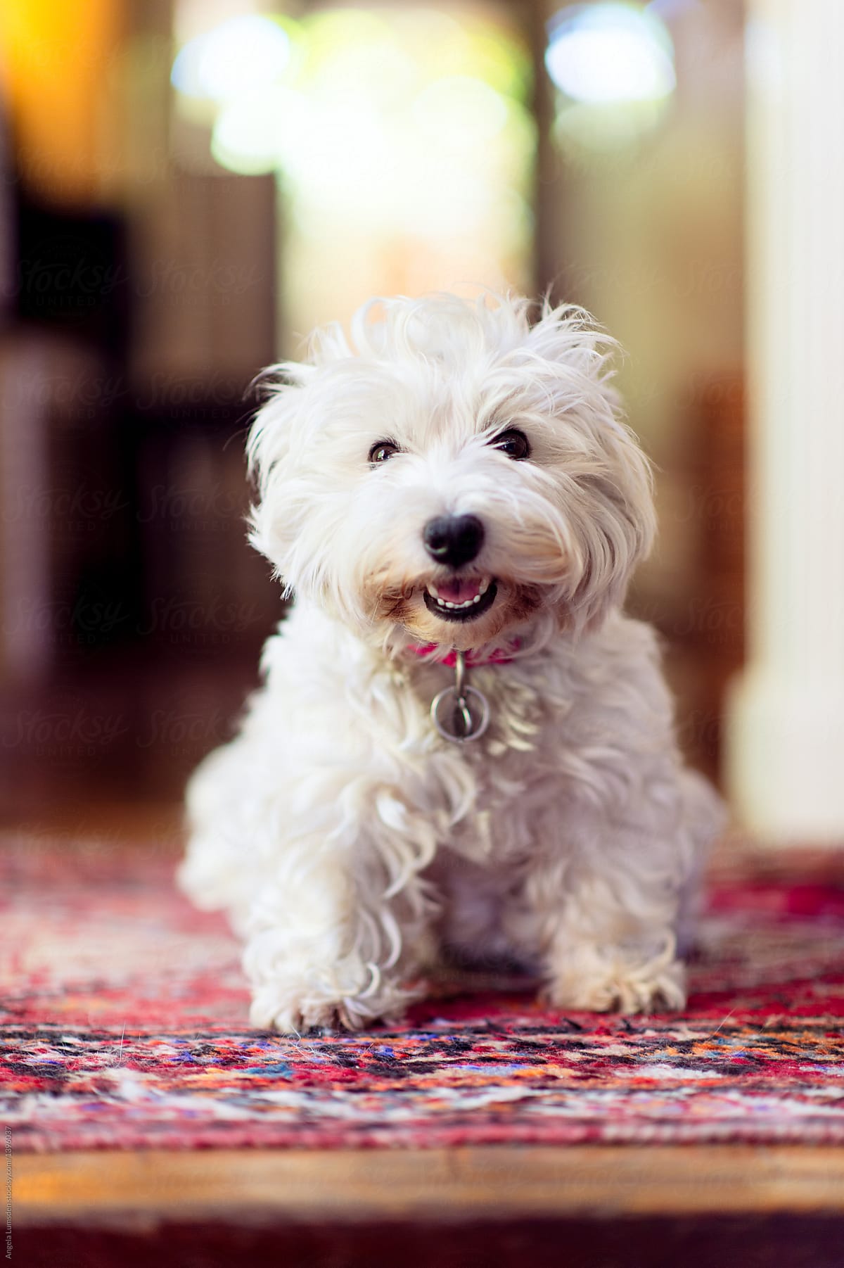 Scruffy white smiley dog