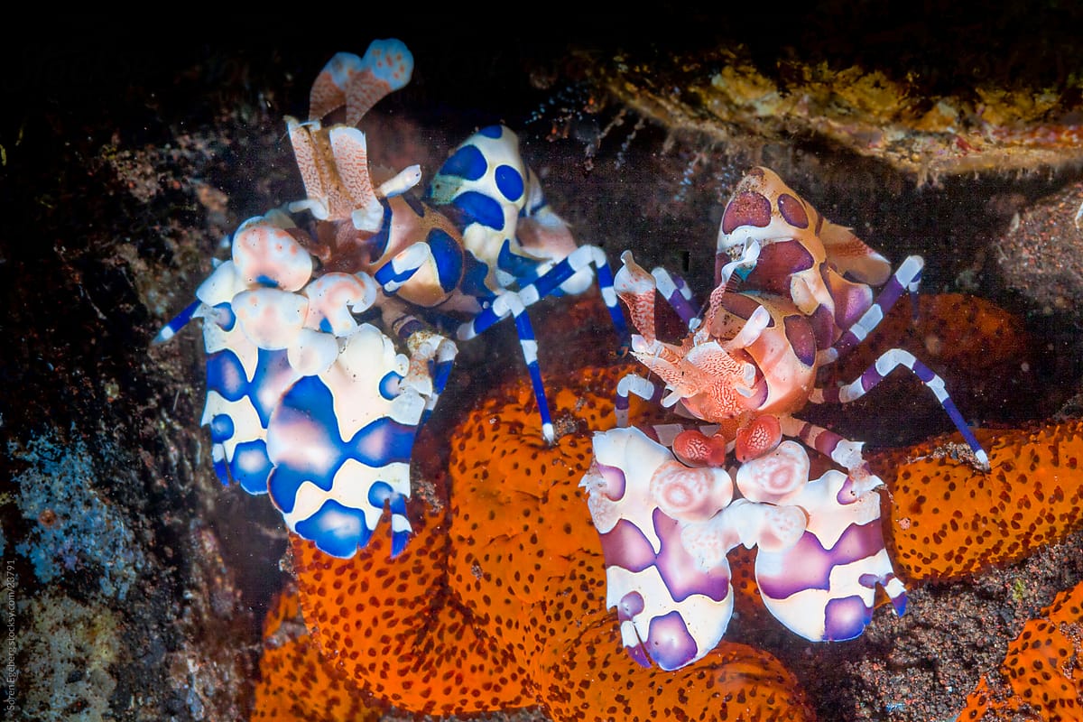 Two Harlequin Shrimps feeding on seastar on the coral reef  underwater in Thailand