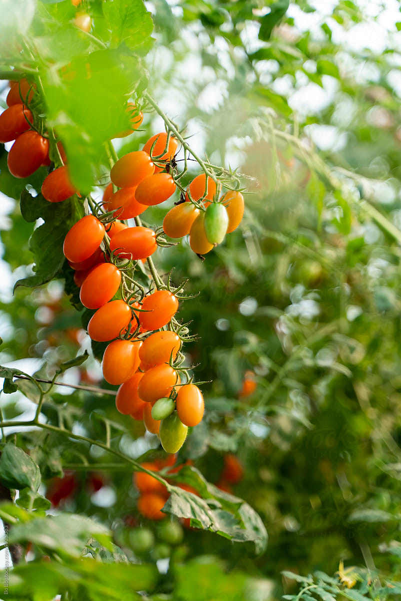 fresh tomato summer farm