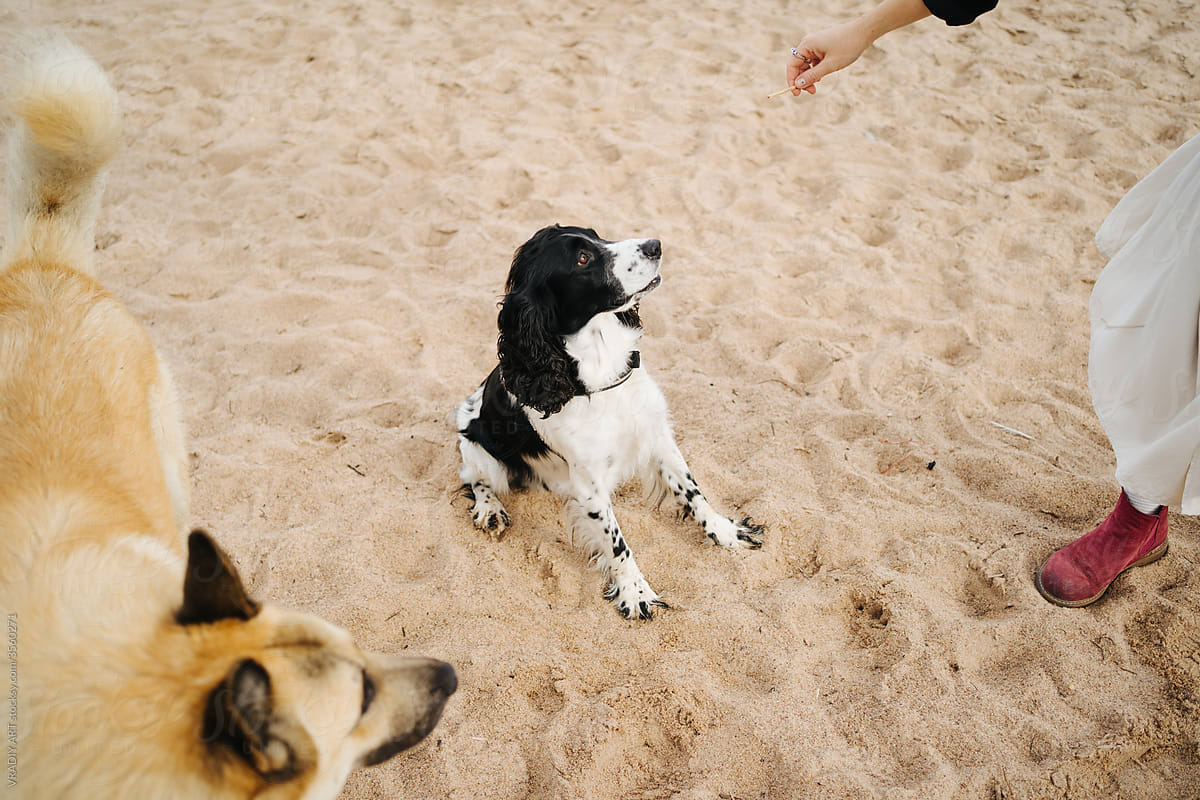 Cute dog sitting on the sand