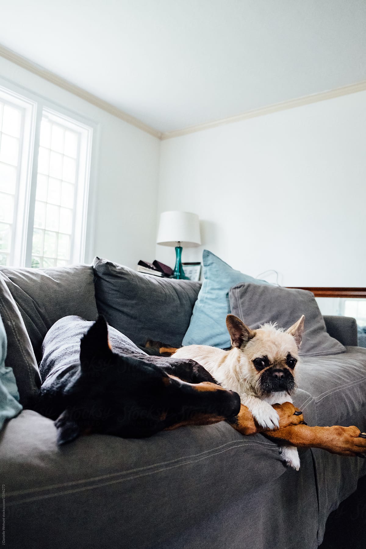 Doberman Pinscher And French Bulldog Shih Tzu Mix Sitting On The Back Of Couch" by Stocksy Contributor "J Danielle Wehunt" - Stocksy