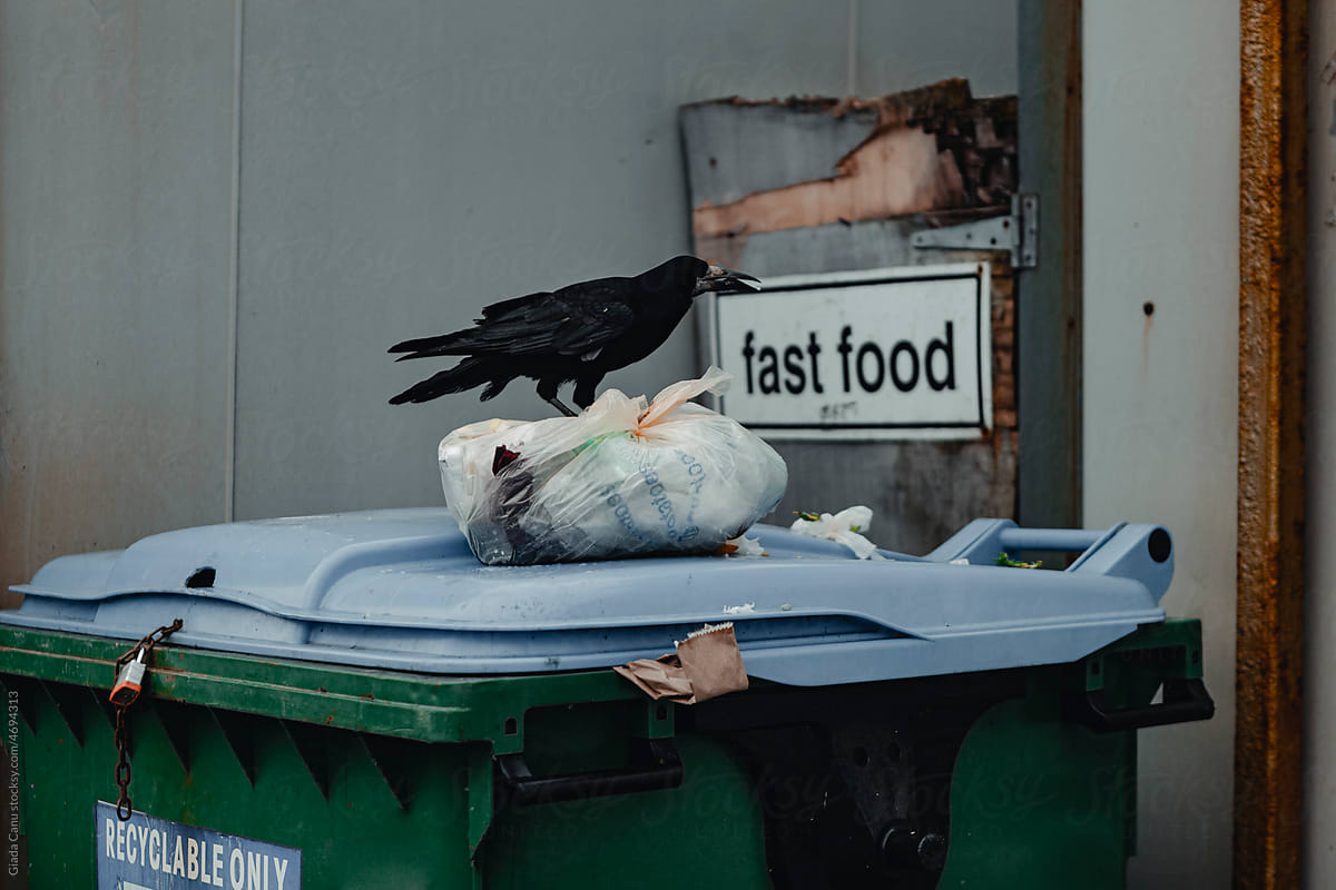 A crow eating from garbage