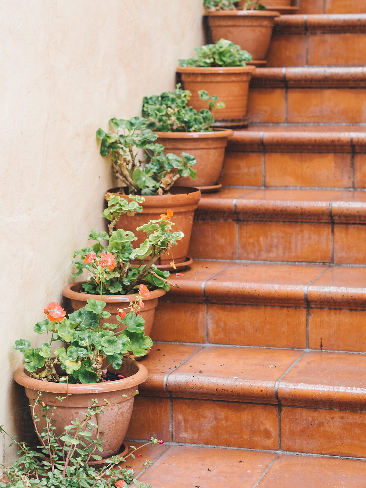 Flower pots on the stairs