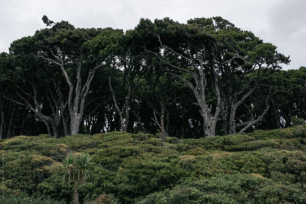 New Zealand Forest Treeline by Stocksy Contributor Ansel