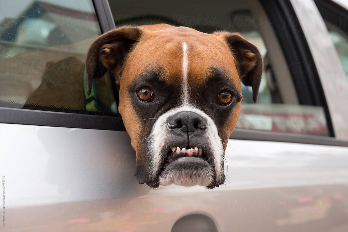 Boxer Dog with Angry Funny Face
