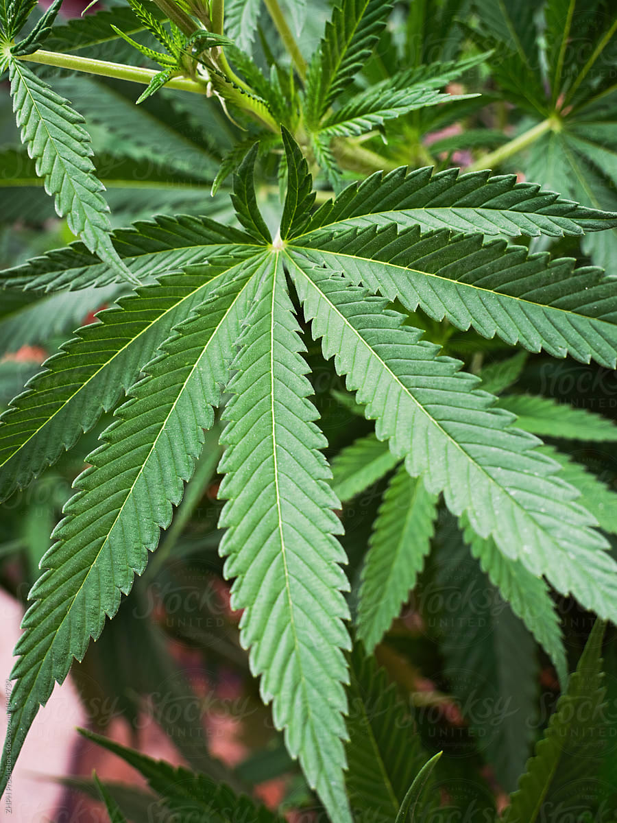 Extreme Closeup Shot Of A Cannabis Plant Leaf