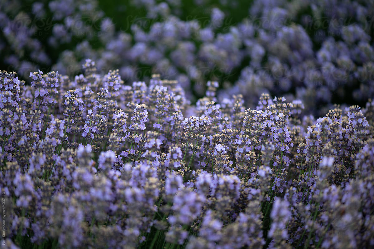 Lavender field during sunrise