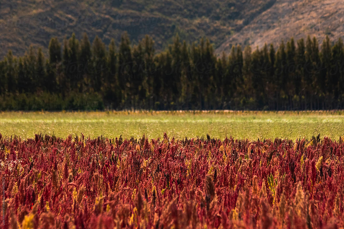 Quinoa field