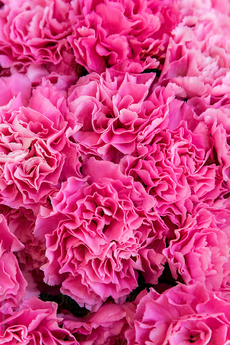 Bouquets of colorful pink carnations on the market