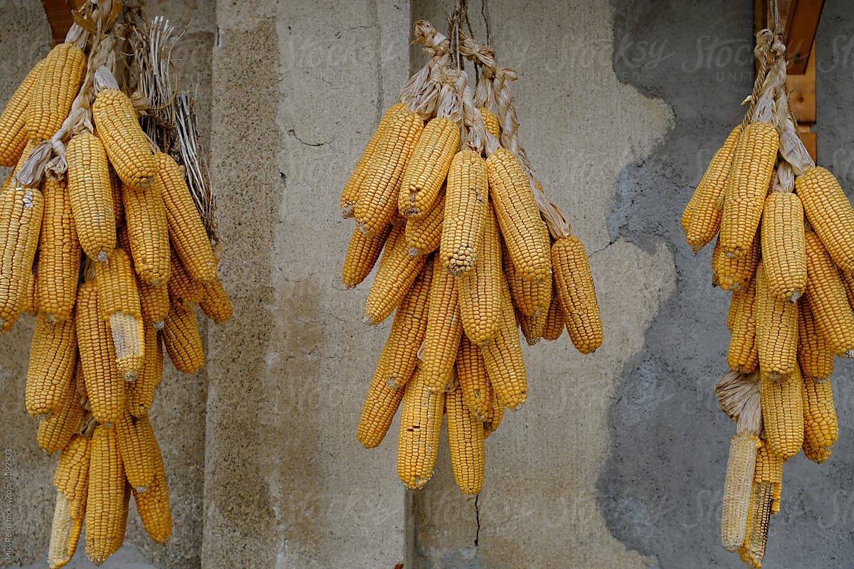 Dry hanging corn in the outdoors close-up