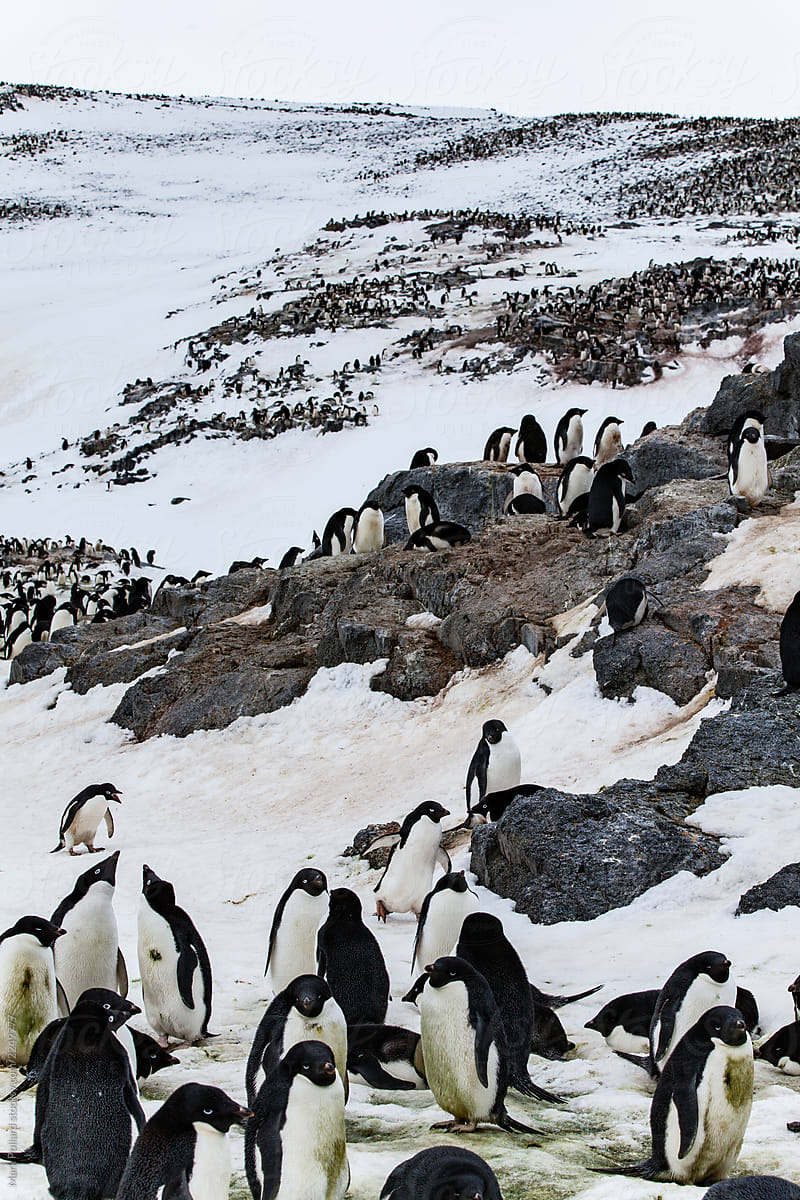 Penguins in their Rookery