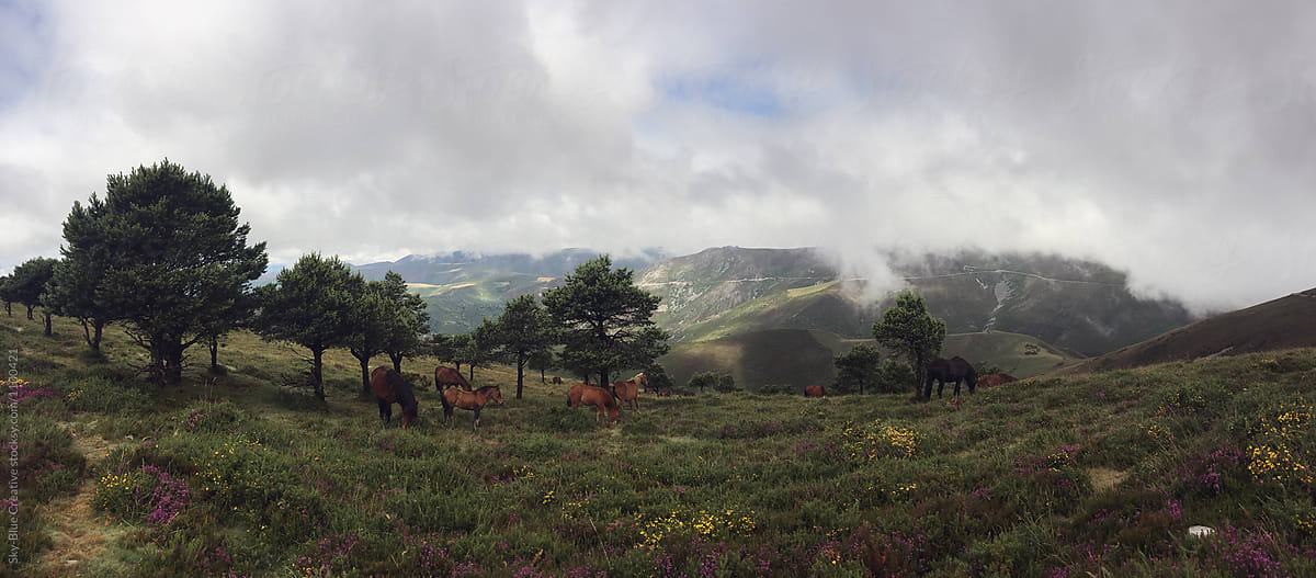 Herd of wild horses grazing in the mountain. Cantabria, Spain