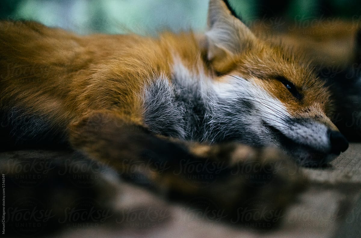 Sleepy red fox