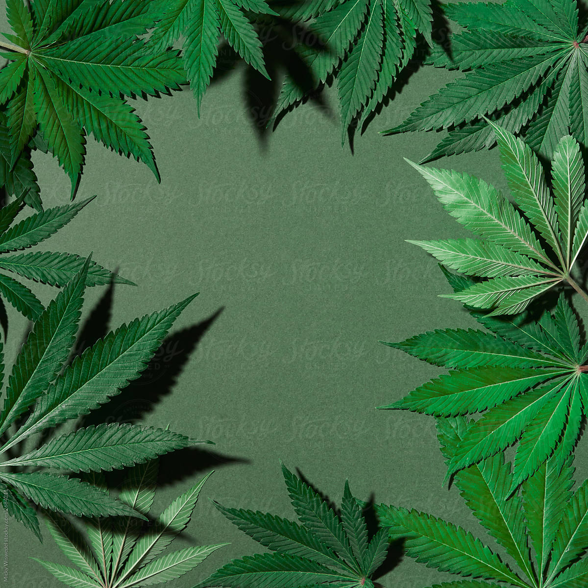 Cannabis leaves on green