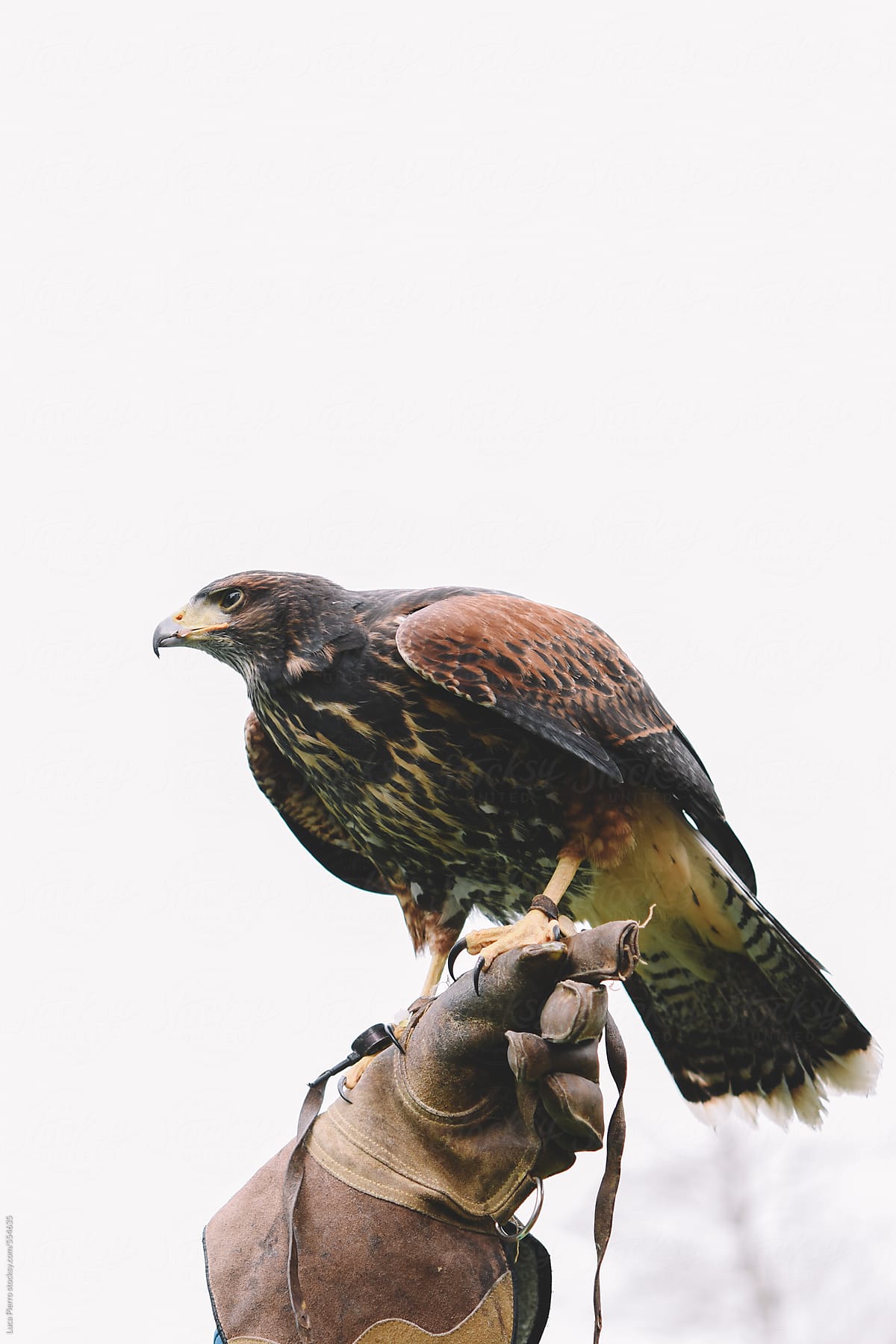 A brown falcon used for falconry