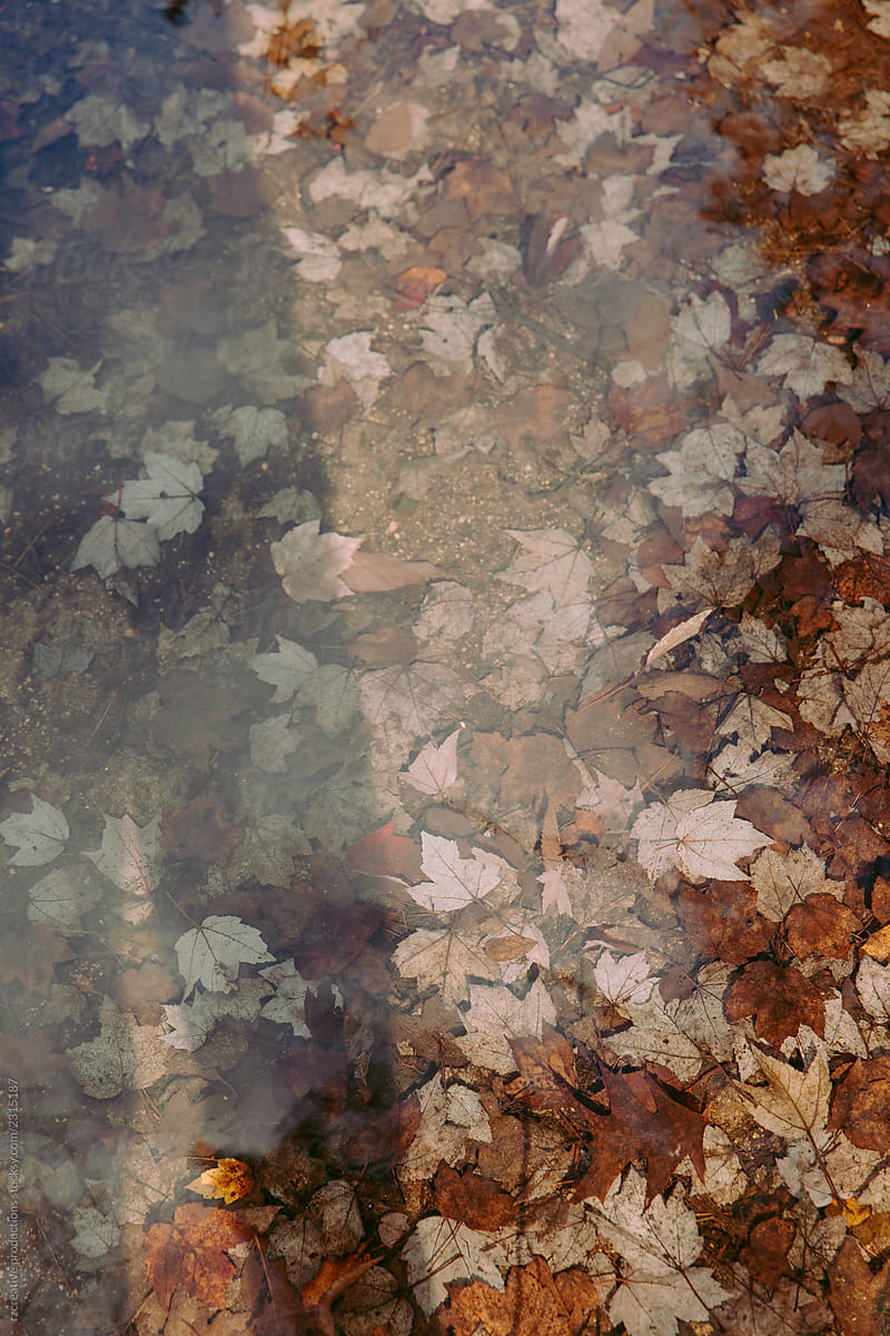 Fall leaves at bottom of lake.