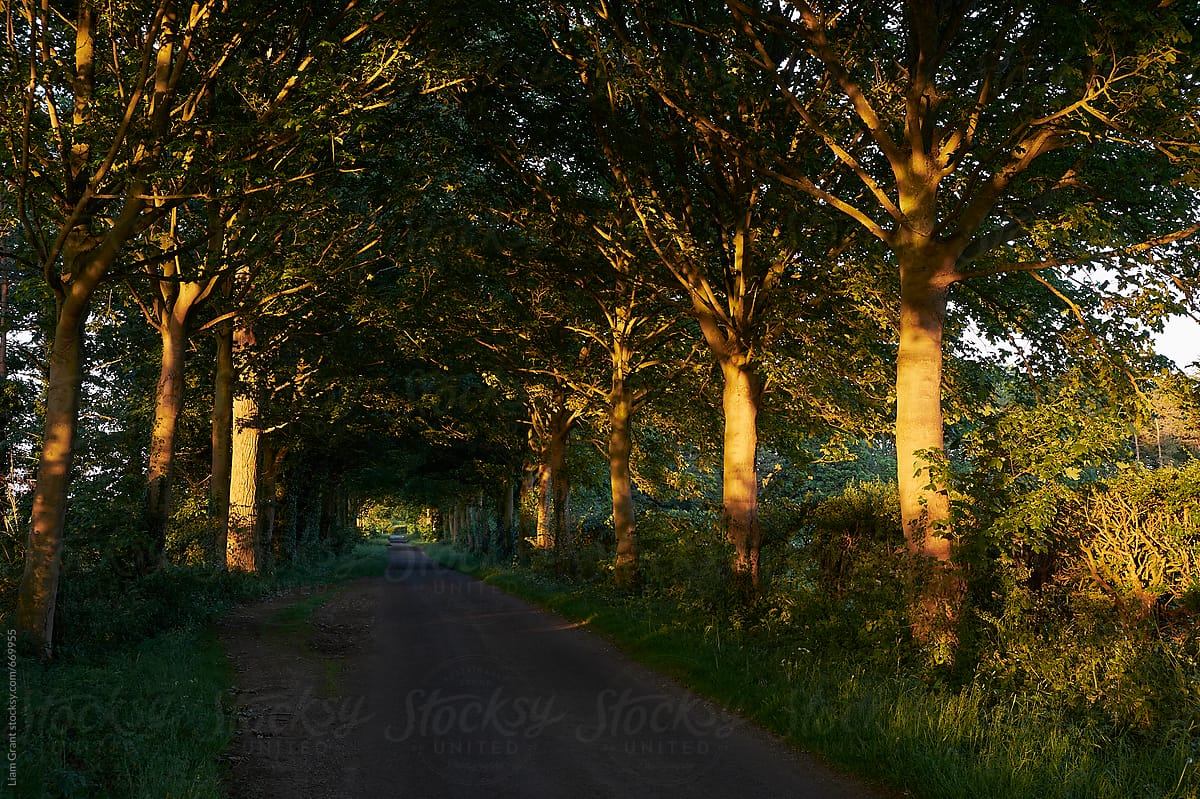 Dense tree lined road at sunset. Norfolk, UK.