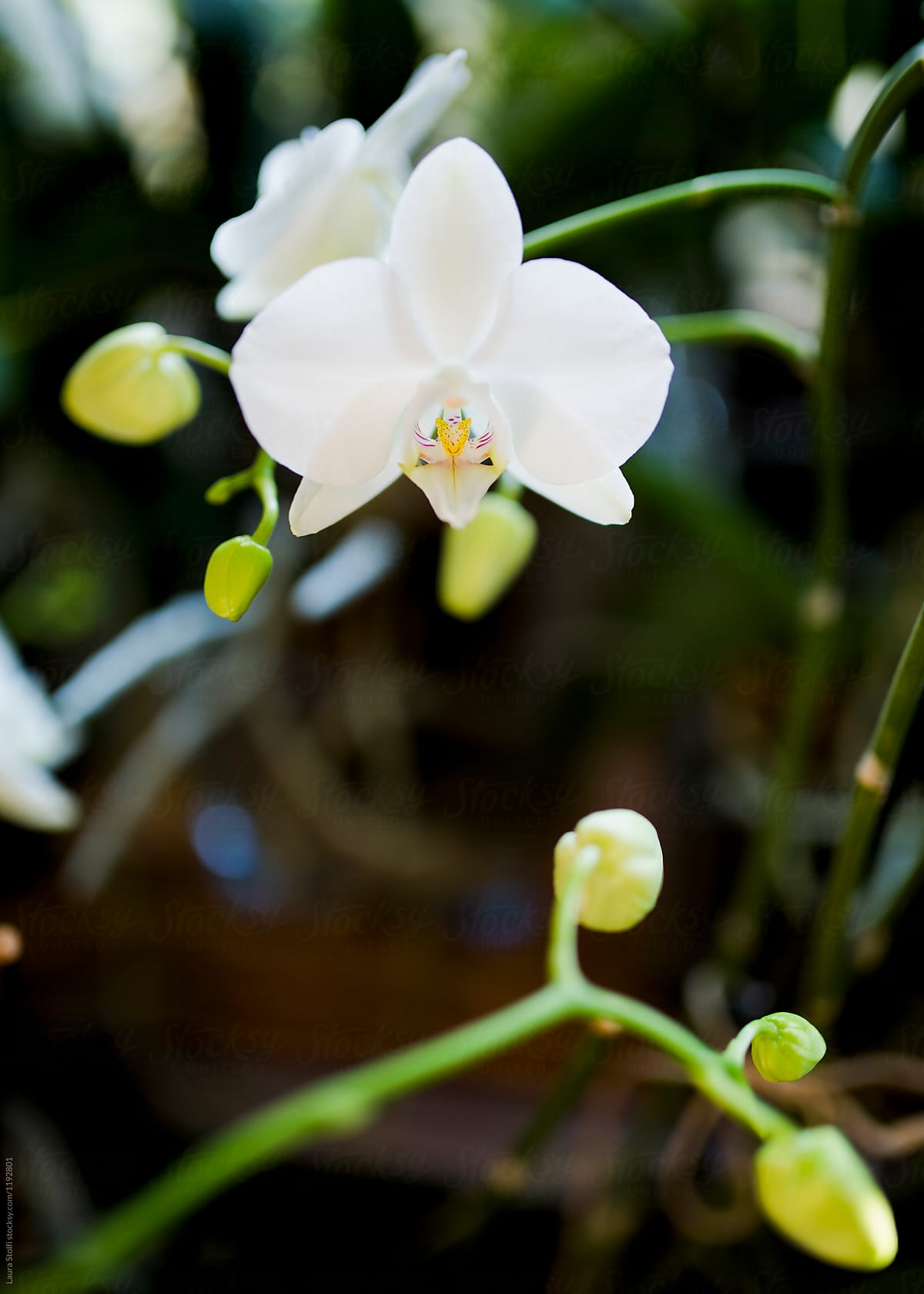 White open orchids and buds