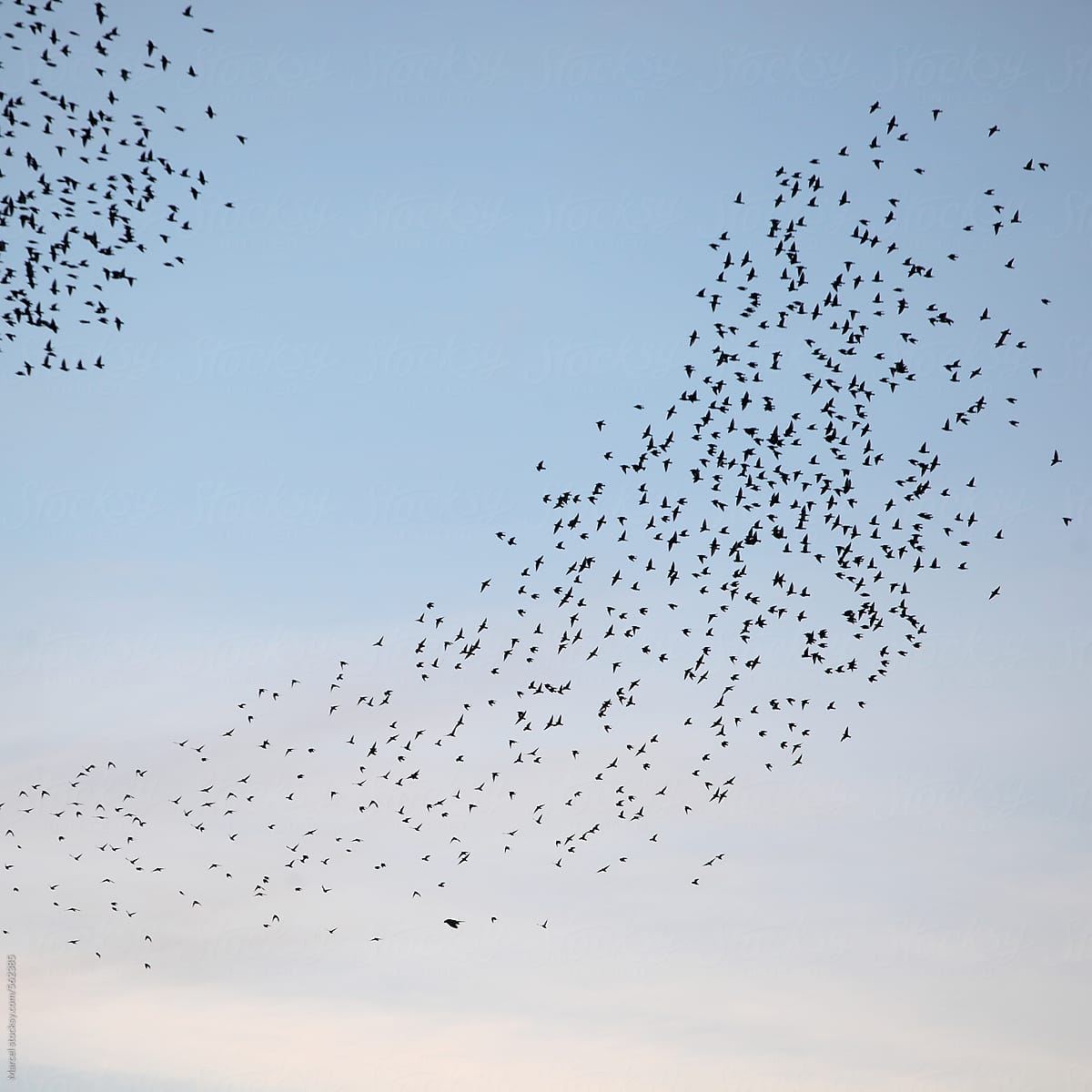 Dance of the starlings
