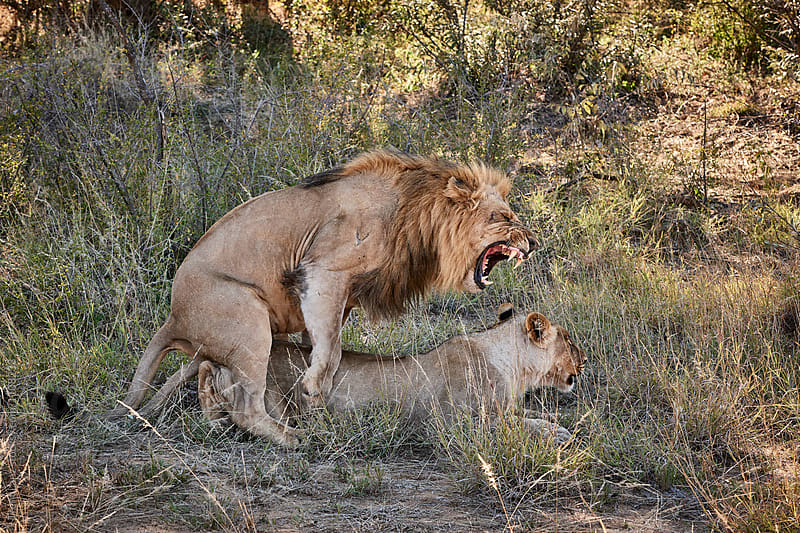 Two lions mating in Safari