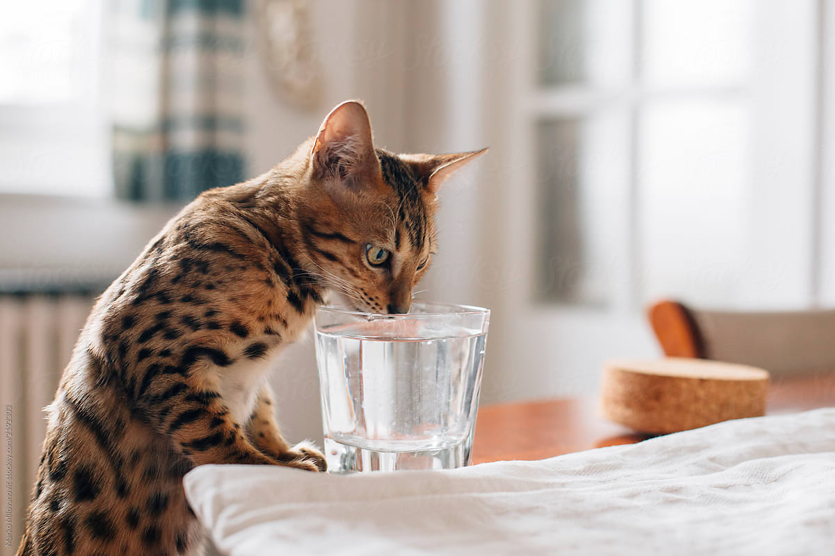 Bengal Cat Drinking Glass Of Water In Kitchen by Marko