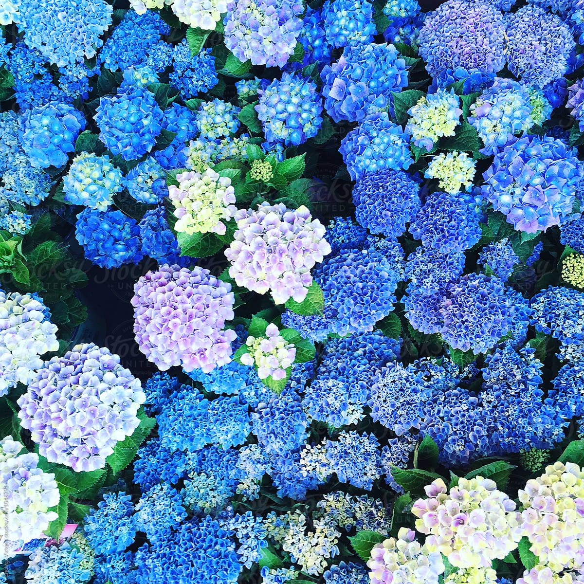 Blue and green hydrangea at a flower market