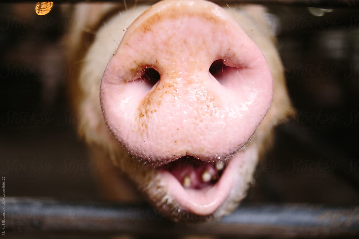 Close Up Of A Pigs Snout By Stocksy Contributor Marko Stocksy