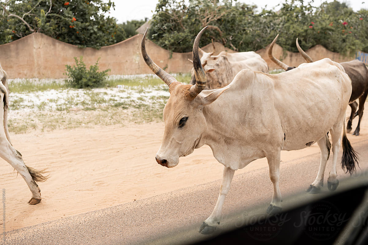 herd of cows and bulls strolling along a village road