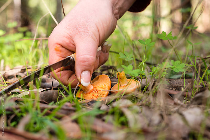foraging for pine mushrooms, also known as mastutake or milky saffrons, these orange mushrooms are safe to eat and delicious