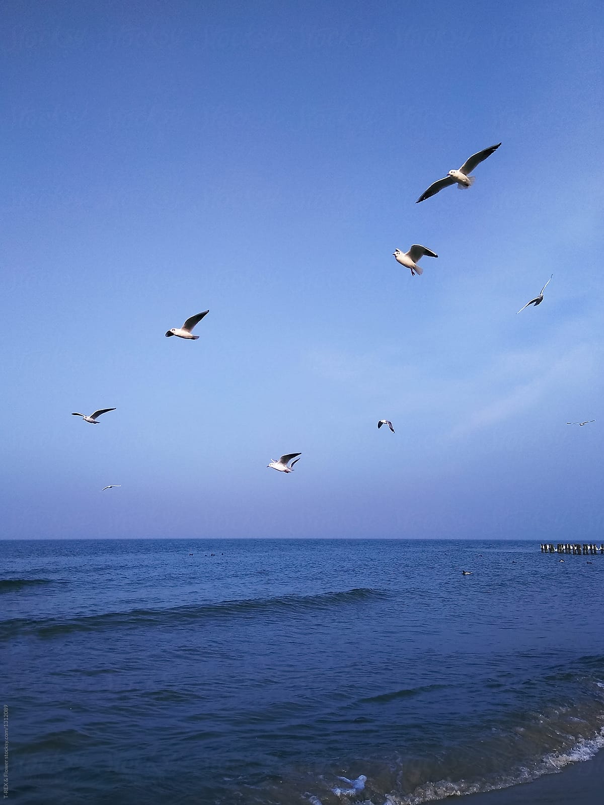 The birds on a seaside
