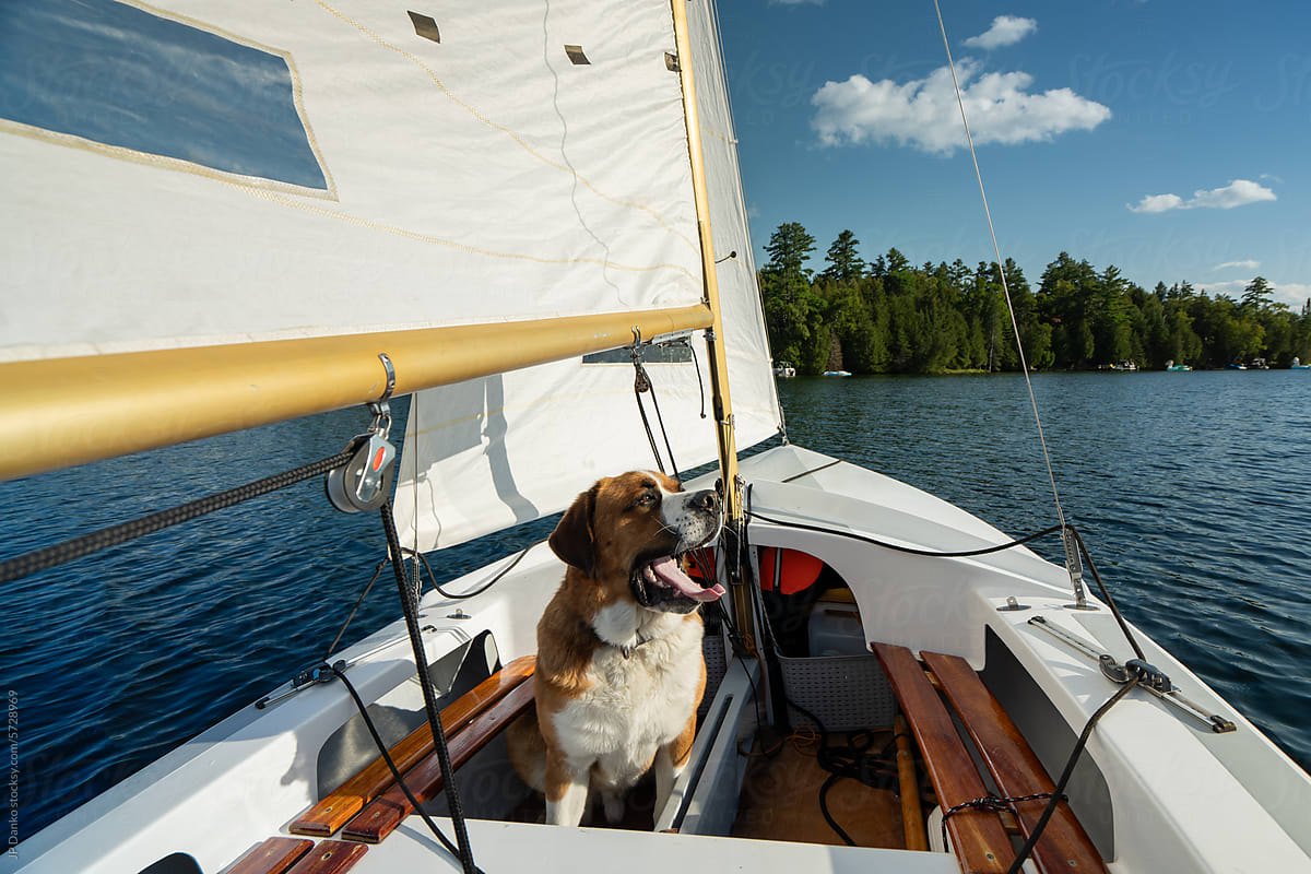 Big Dog Sailing in Small Boat in Summer