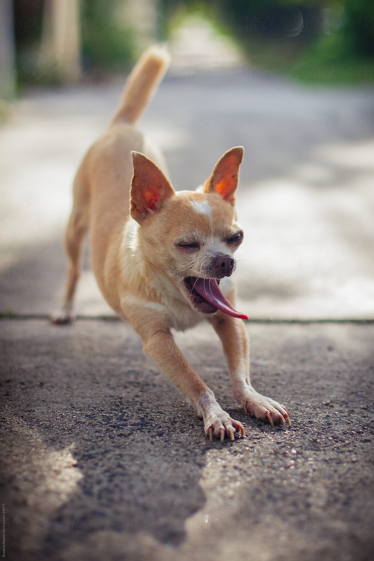 Tiny Chihuahua dog on footpath