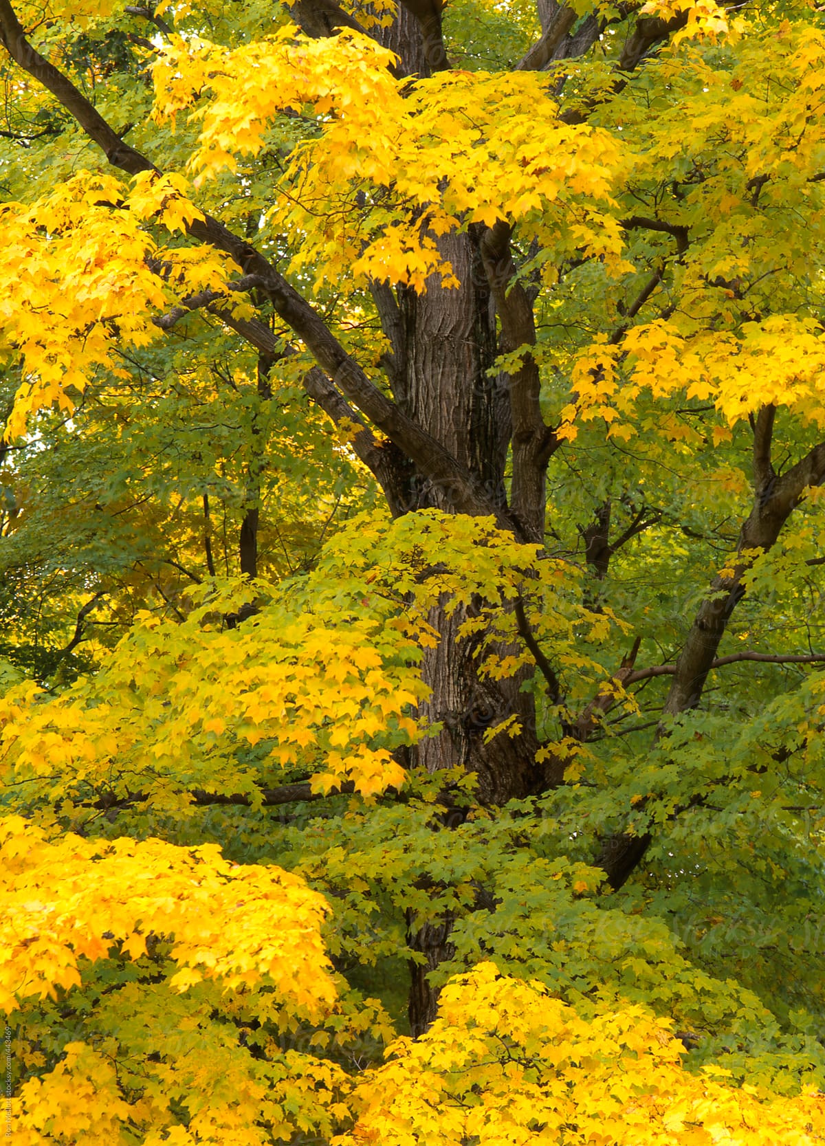 sugar maple tree in autumn gold and green deciduous forest