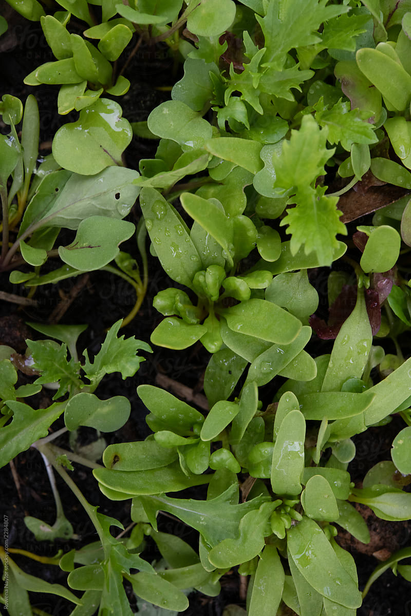 Micro greens salad leaves growing in garden bed