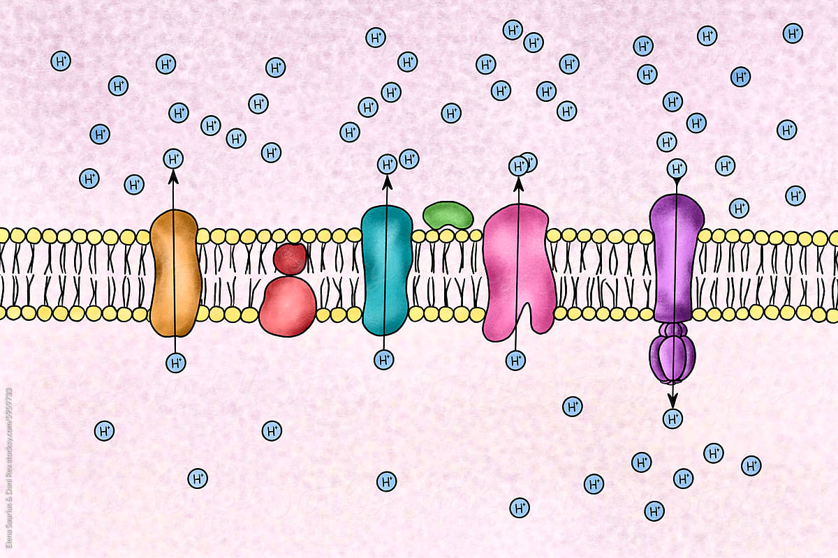 Illustration of a electron transport chain