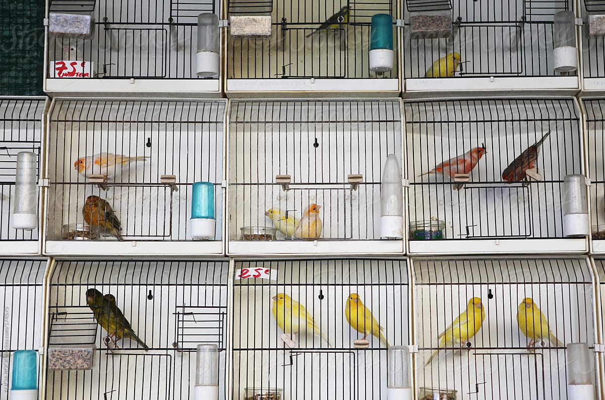 Pet Birds In Cages For Sale At A Paris Market